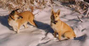 The dog's